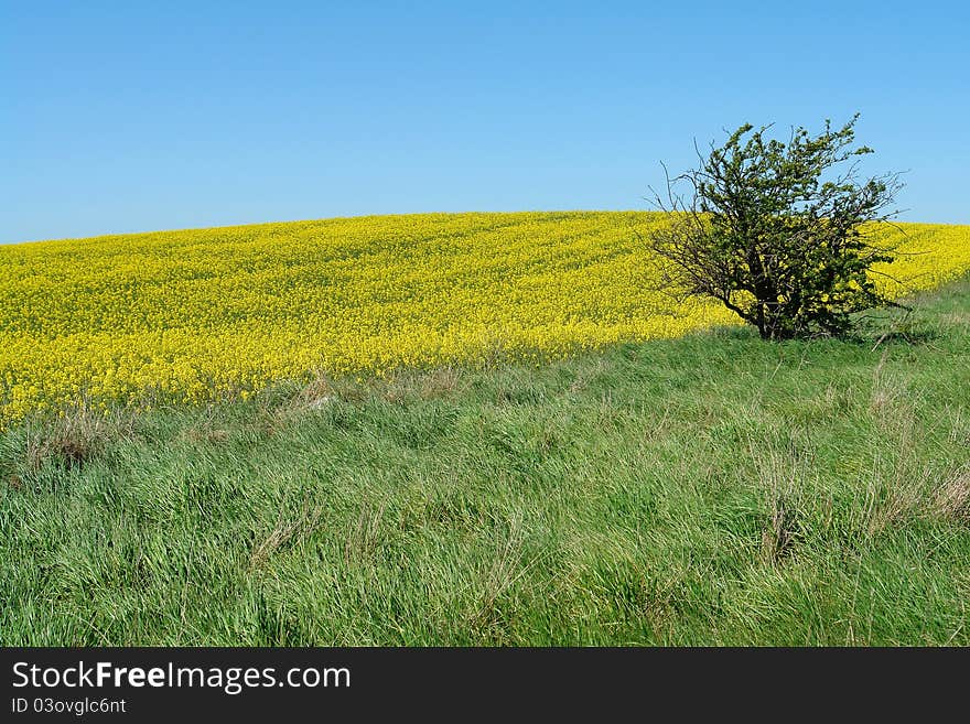 Solitary lonely tree on a hill perfect summer nature background image