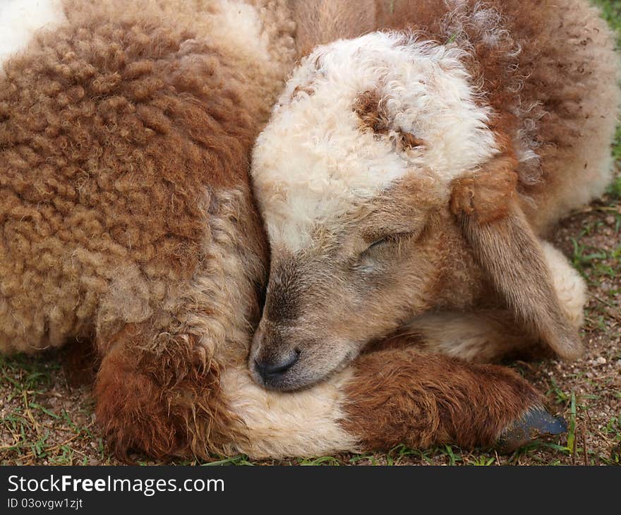 A brown lamb sleeping on the ground