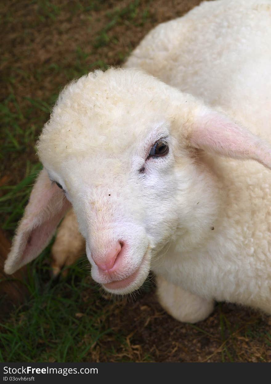 White Lamb