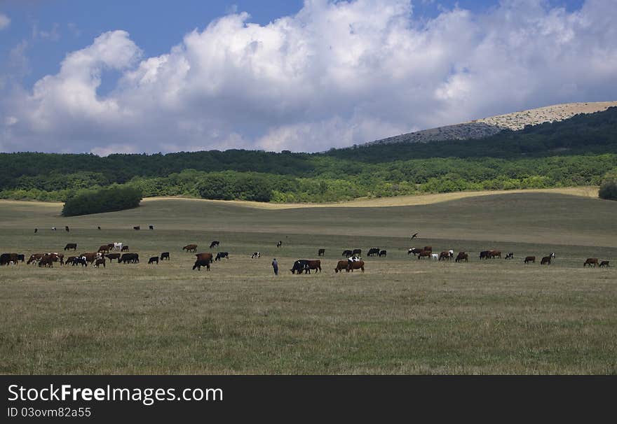 Herd of cows