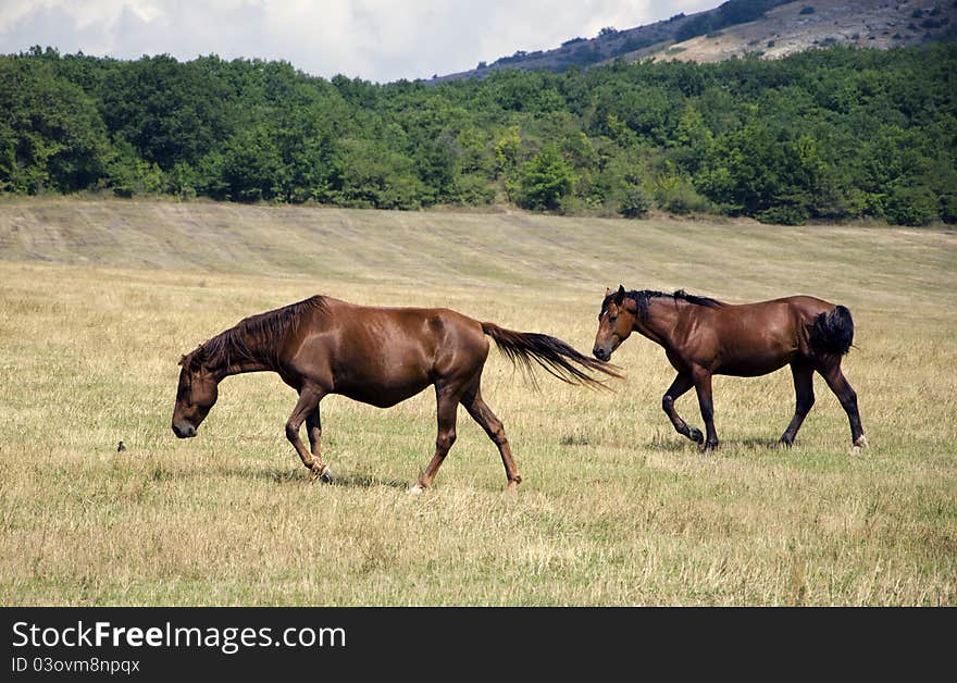 Horses are feeding in steppe