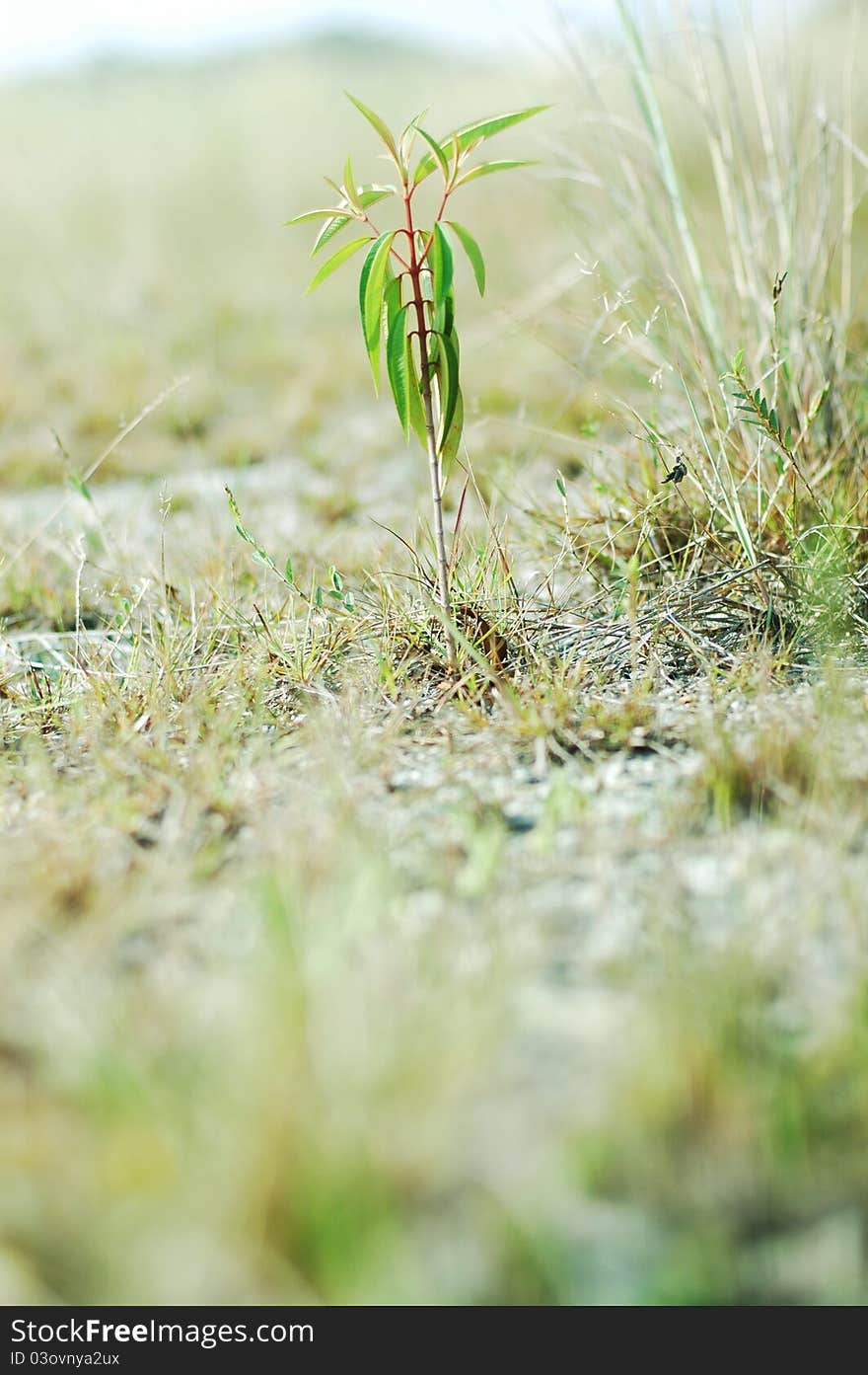 Small plant