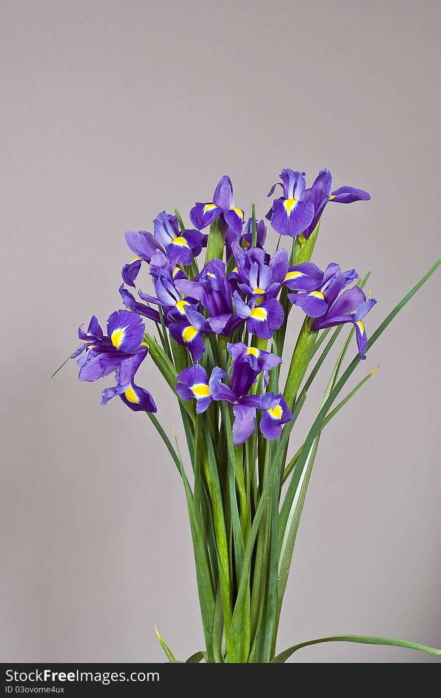 Flowers on gray background