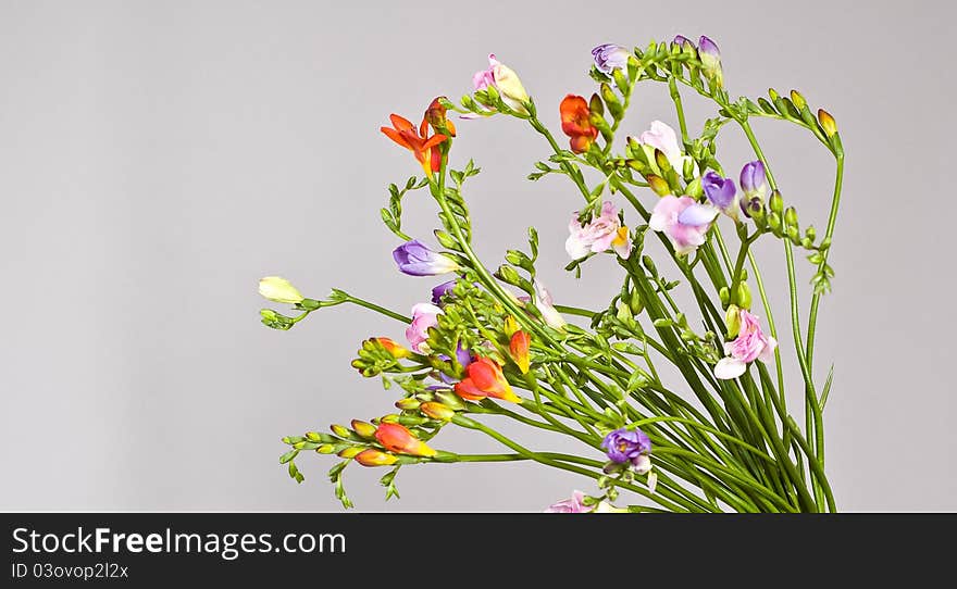 Flowers on gray background