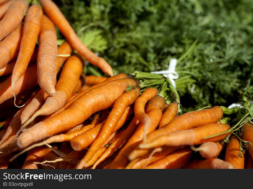 Fresh Carrots