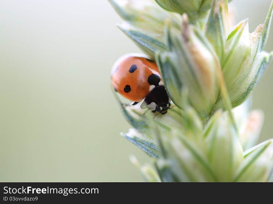 A Ladybug