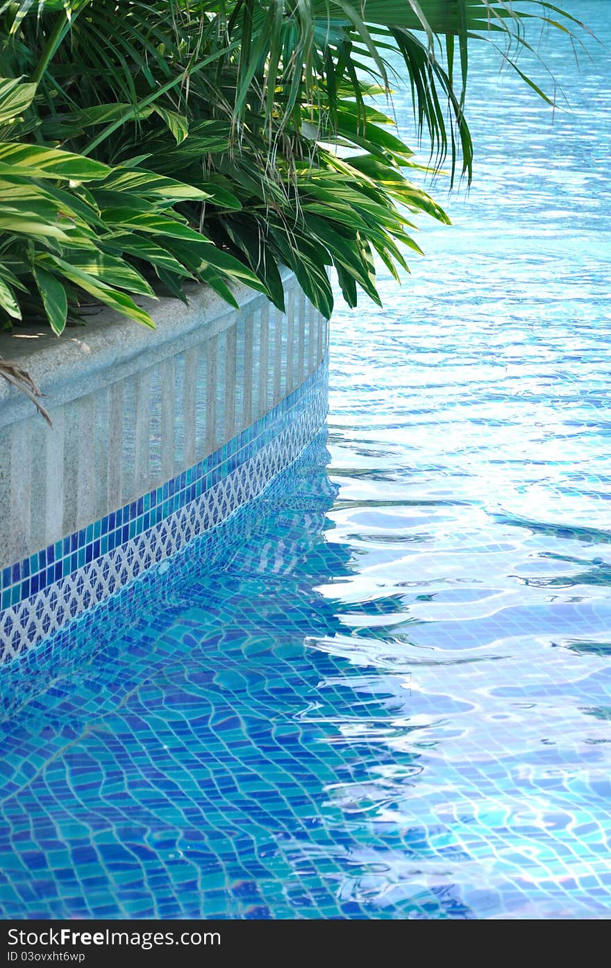 Green plant beside of swimming pool, shown as beautiful green and blue color matching and texture of plant and water.