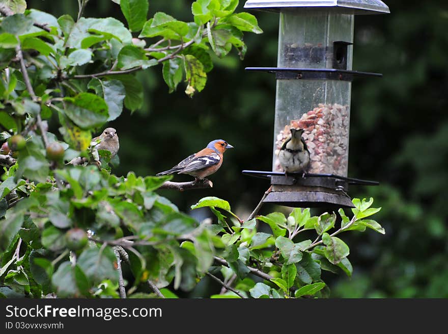 Perched on an apple tree, along with other birds feeding. Perched on an apple tree, along with other birds feeding.