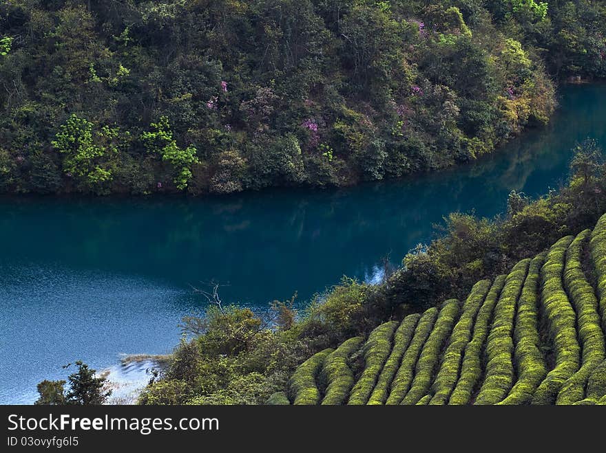 Tea field and river