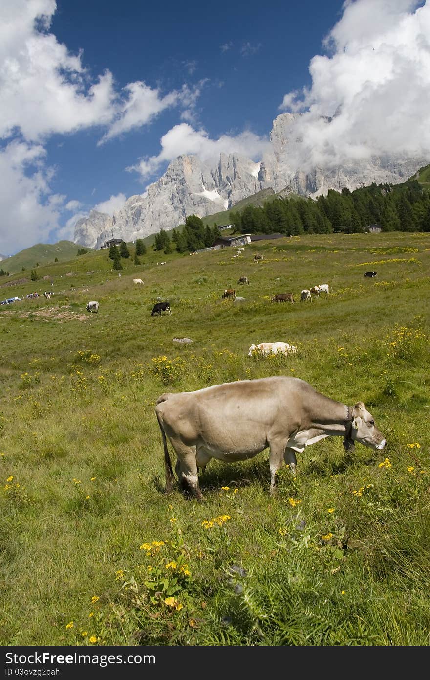 Cows breeding freely in northern italy, dolomiti. Cows breeding freely in northern italy, dolomiti