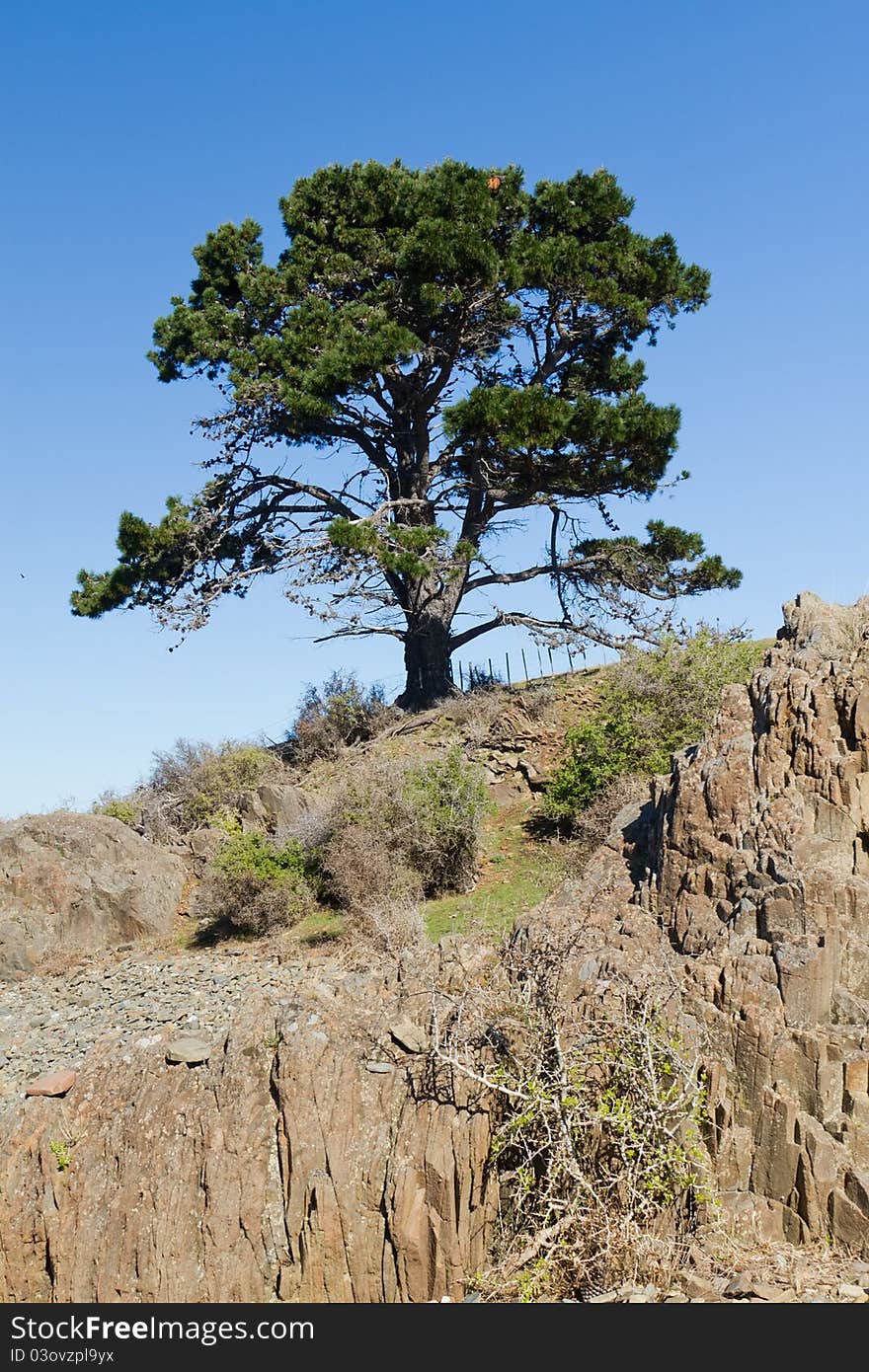 A lone tree above a rocky outcrop on Tasmanian farmland.