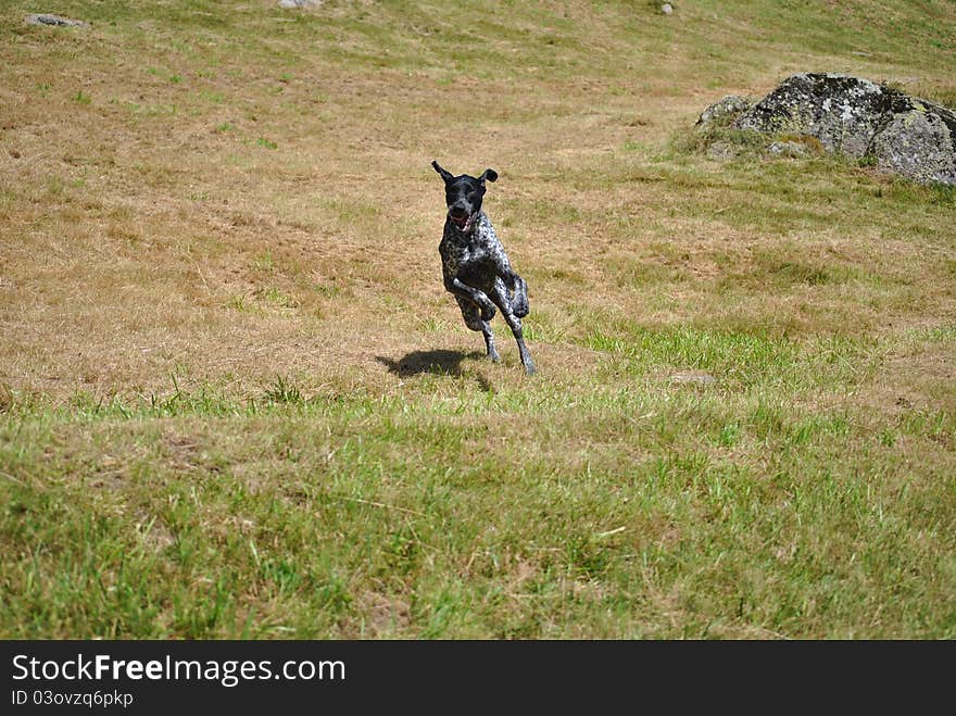 A photo of a German beagle. A photo of a German beagle