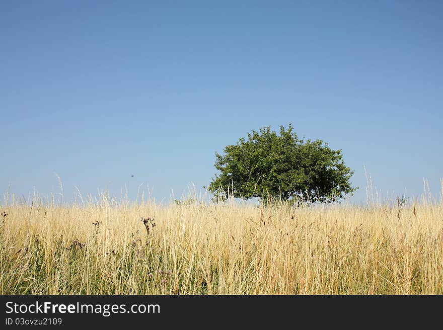 Tree growing on the meadow