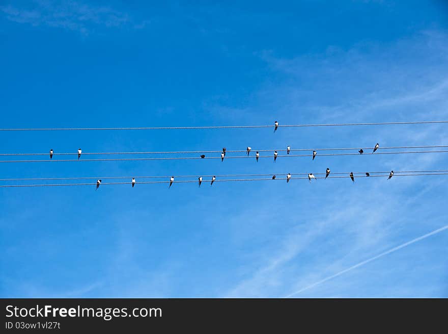 Swallows like the musical notes on paper