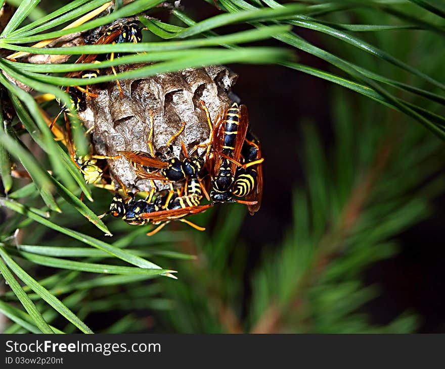 Honeycombs of wasp on a fur-tree branch