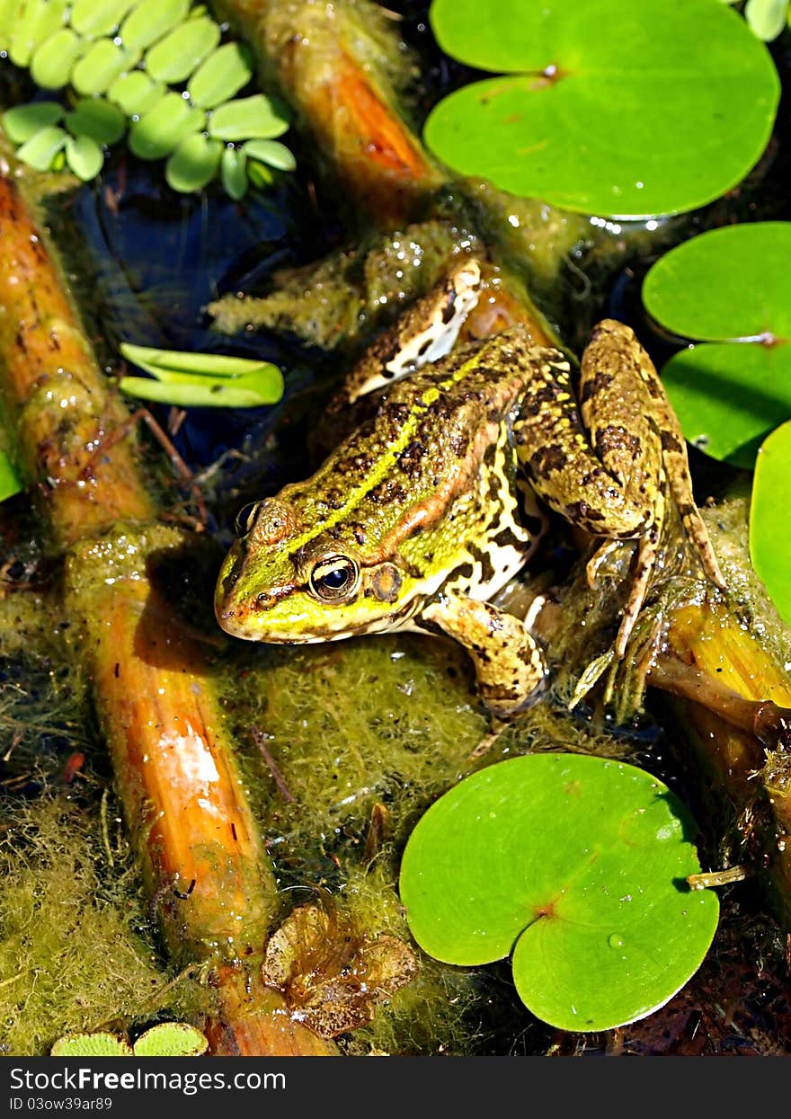 A marsh frog in habitat