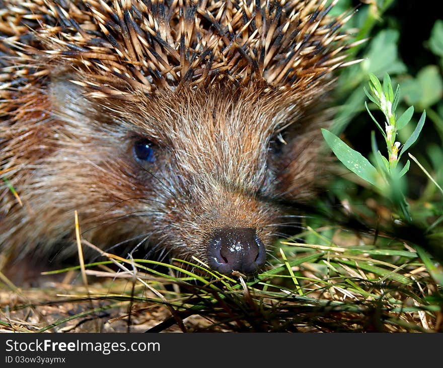 Picture of a muzzle of a hedgehog close up against a dark background