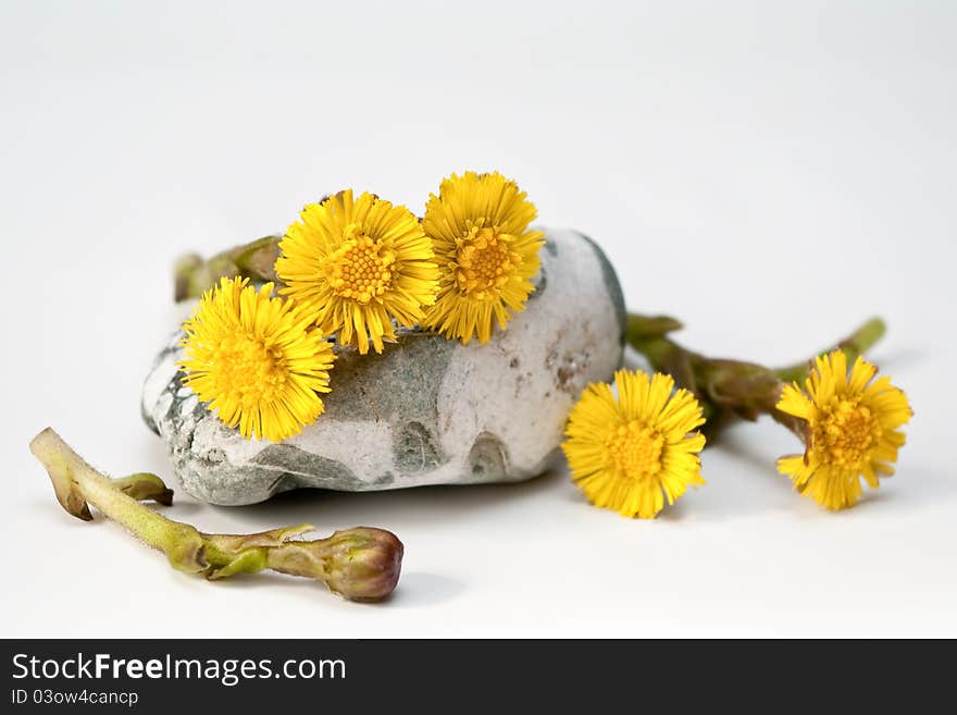 Yellow flowers and marl on a light background. Yellow flowers and marl on a light background