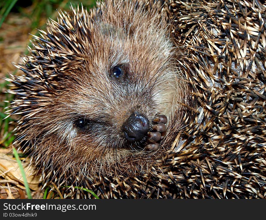 Picture of a muzzle of a hedgehog close up against a dark background