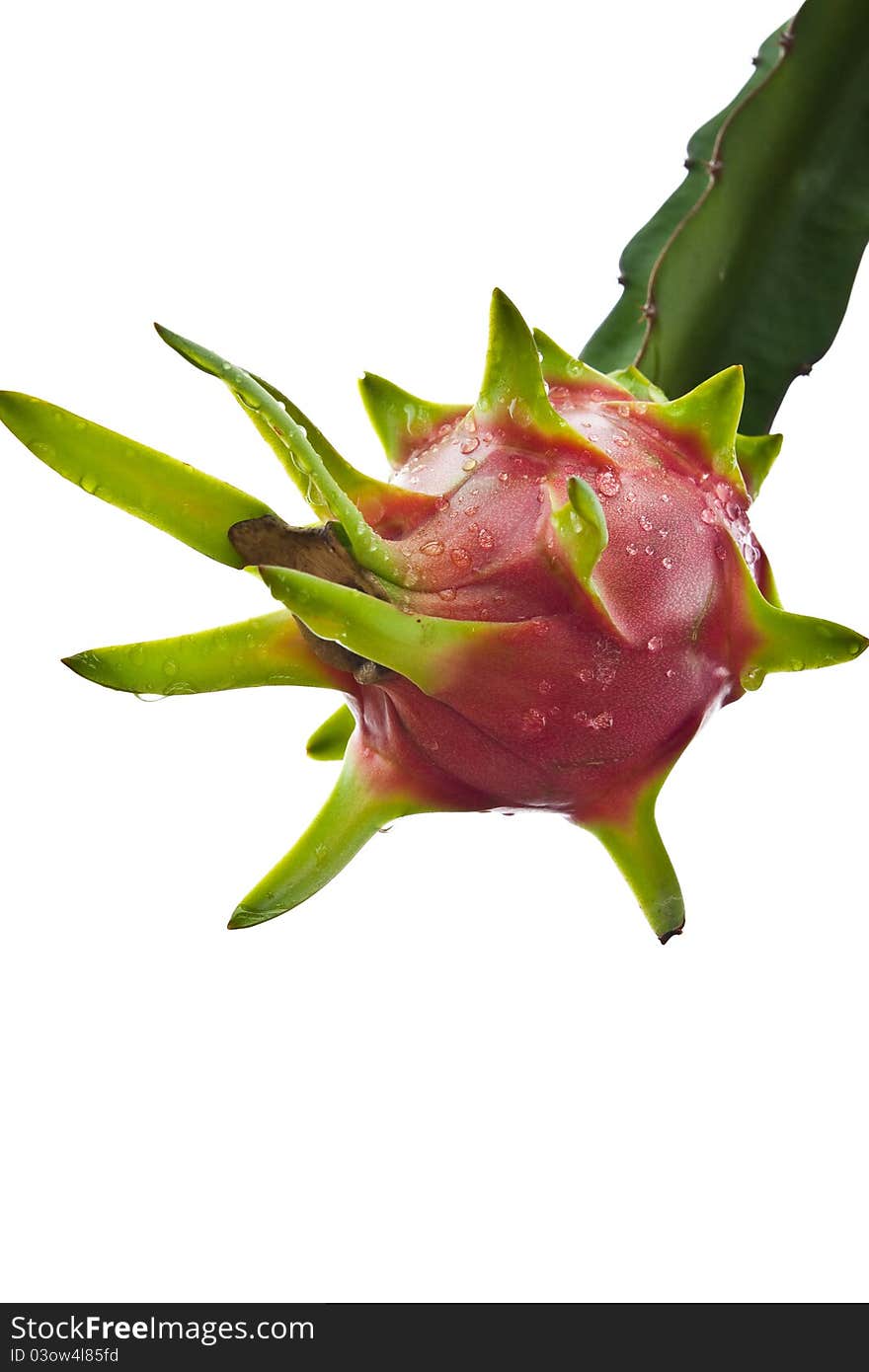 Dragon Fruit On A Tree Isolate