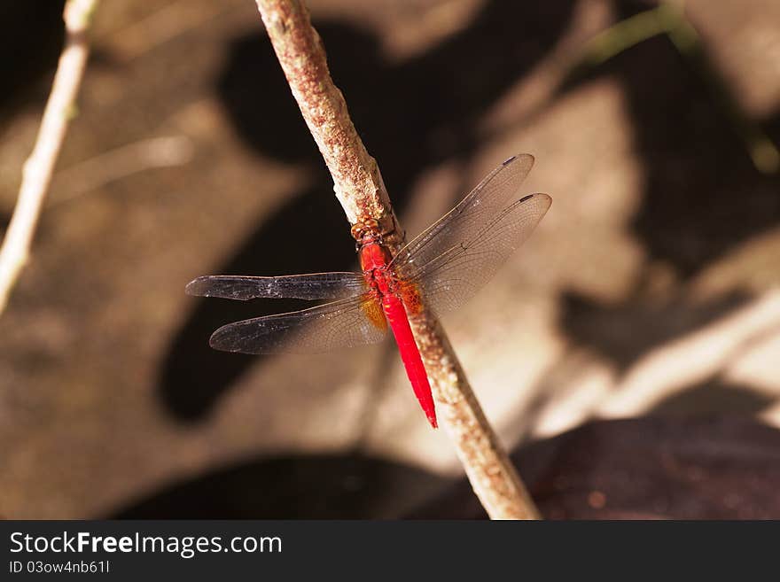 A dragonfly is an insect so it has three body segments and six legs. it has a long, slender abdomen. it has transparent wings and ability to hover, fly backward and take off vertically. in a certain situation this typical dragonfly cannot be seen for so long even for years. A dragonfly is an insect so it has three body segments and six legs. it has a long, slender abdomen. it has transparent wings and ability to hover, fly backward and take off vertically. in a certain situation this typical dragonfly cannot be seen for so long even for years.