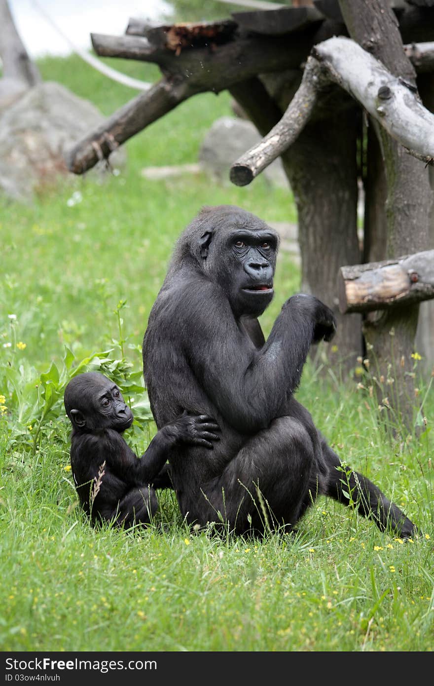 A gorilla with its child in zoo