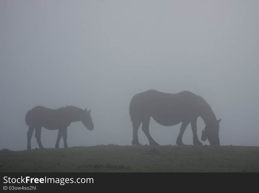 Horses in the fog