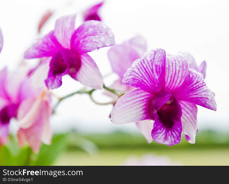 Beautiful purple orchid and green leaf background