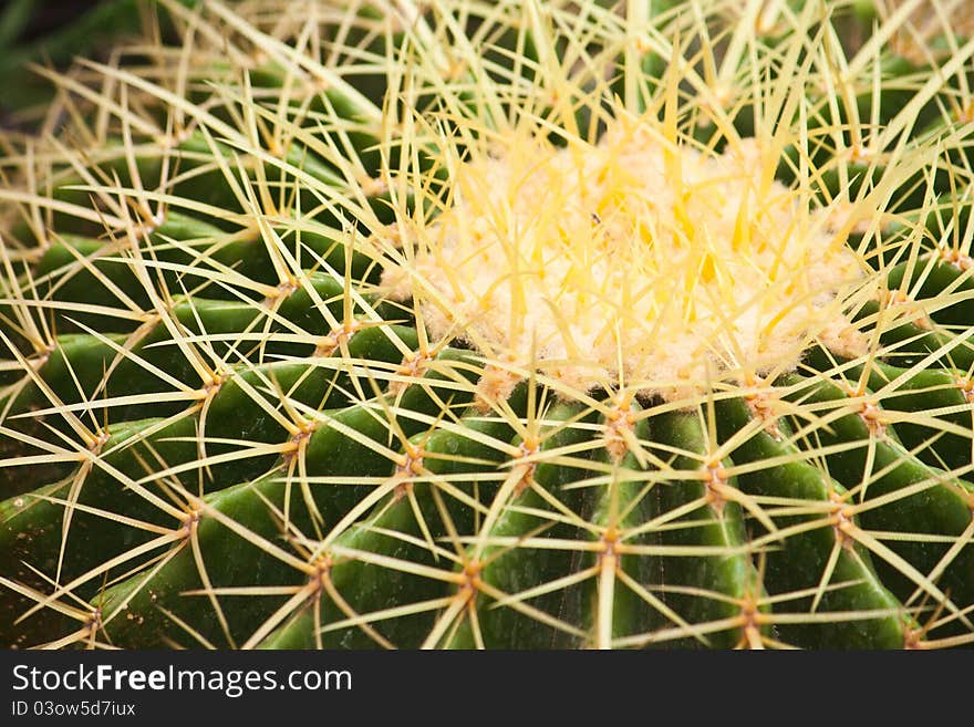 A cactus ball close up