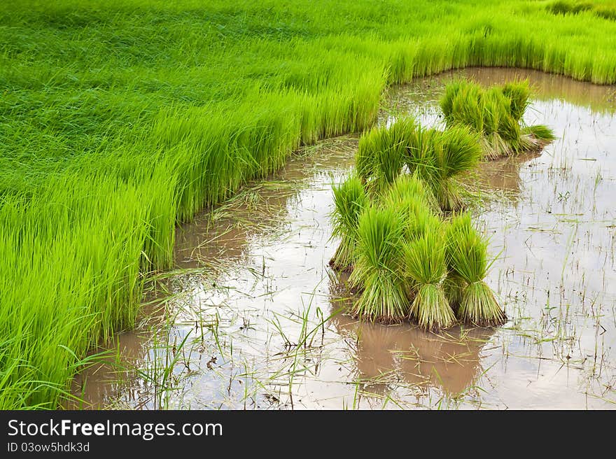 Paddy Rice In Field