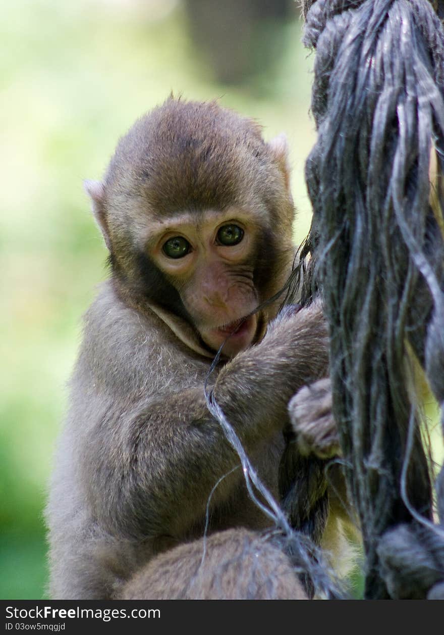 Macaque (Macaca fuscata),living in a zoo on the Holy Hill, near Olomouc, Czech Republic