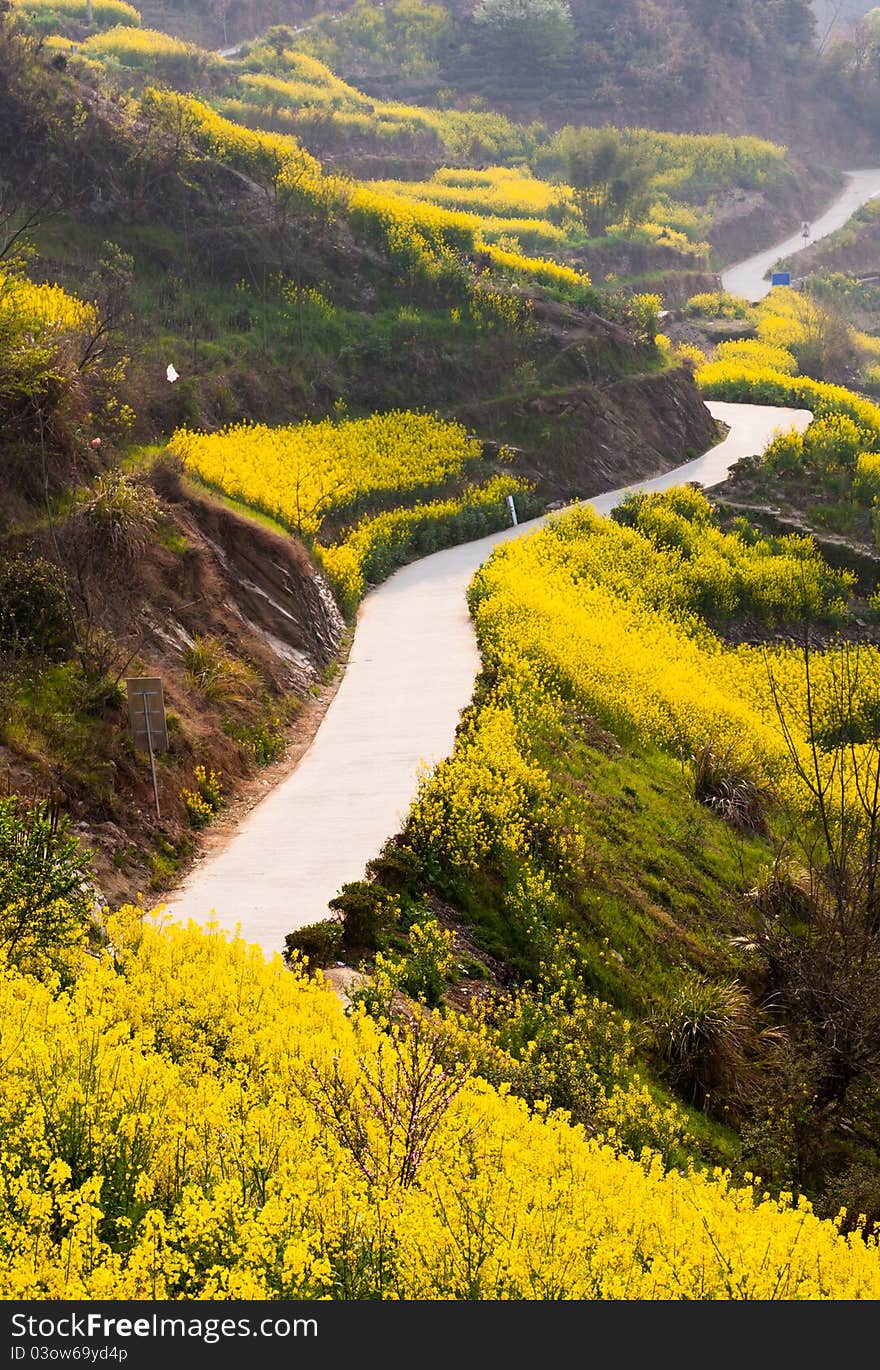 Country road through oilseed blossom field up to the mountain