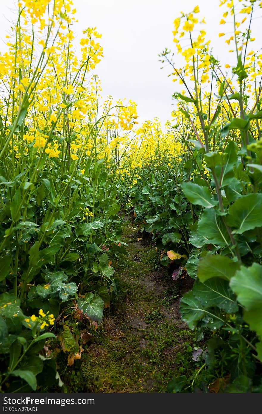 Path through oilseed blossom, Oilseed rape for biofuel.