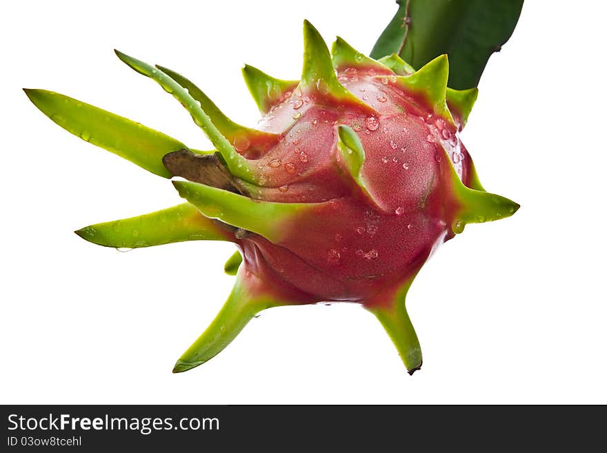 Dragon fruit on a tree isolate on white background