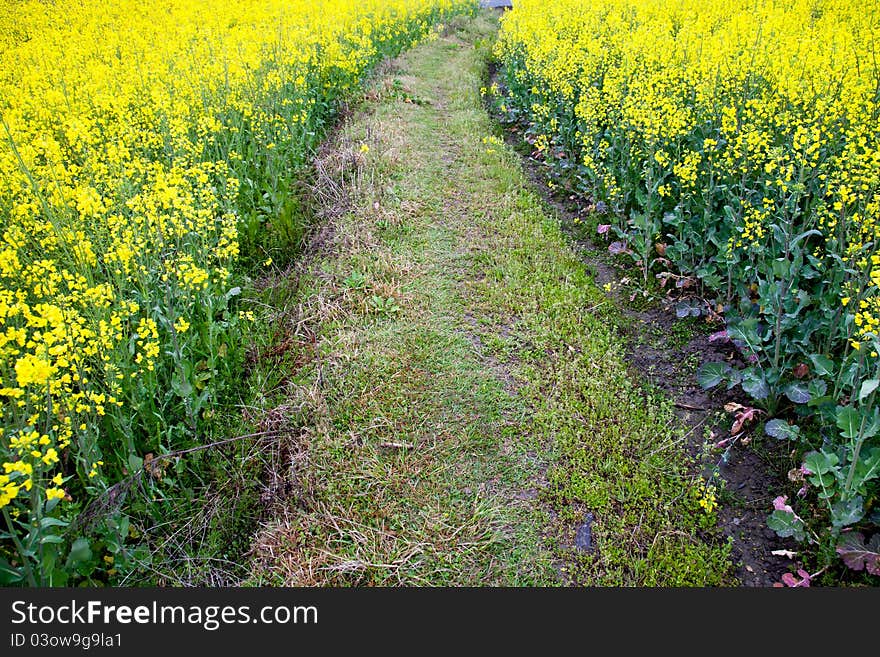 Path through oilseed blossom