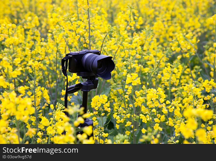 Camera in oilseed blossom field