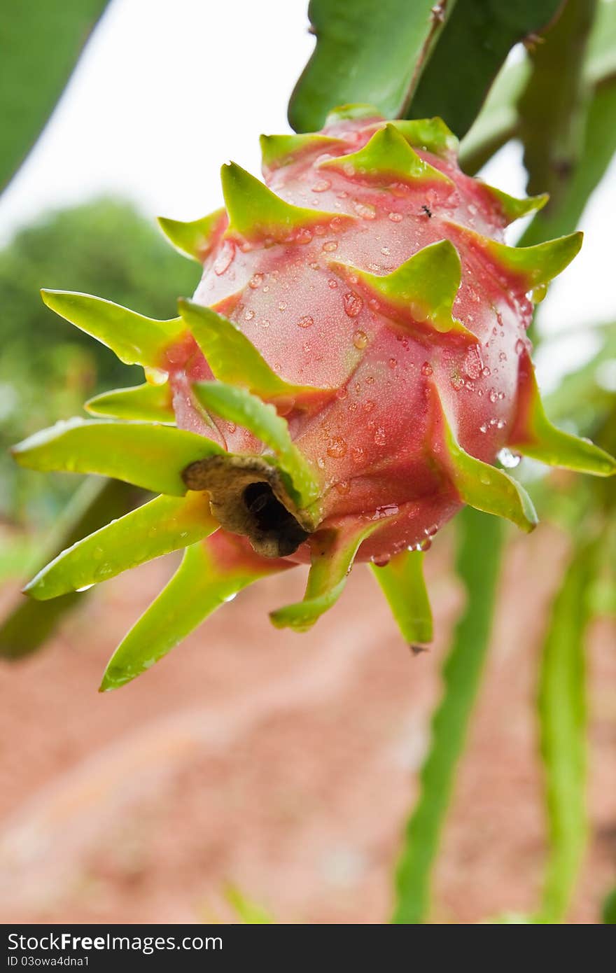 Dragon fruit on a tree in the garden