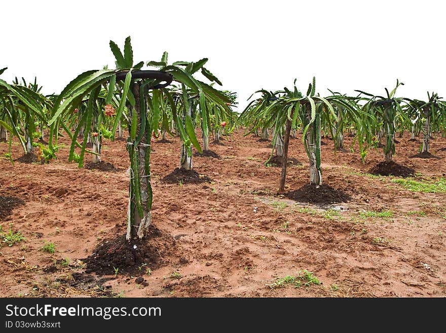 The Dragon fruit garden in countryside,Thailand