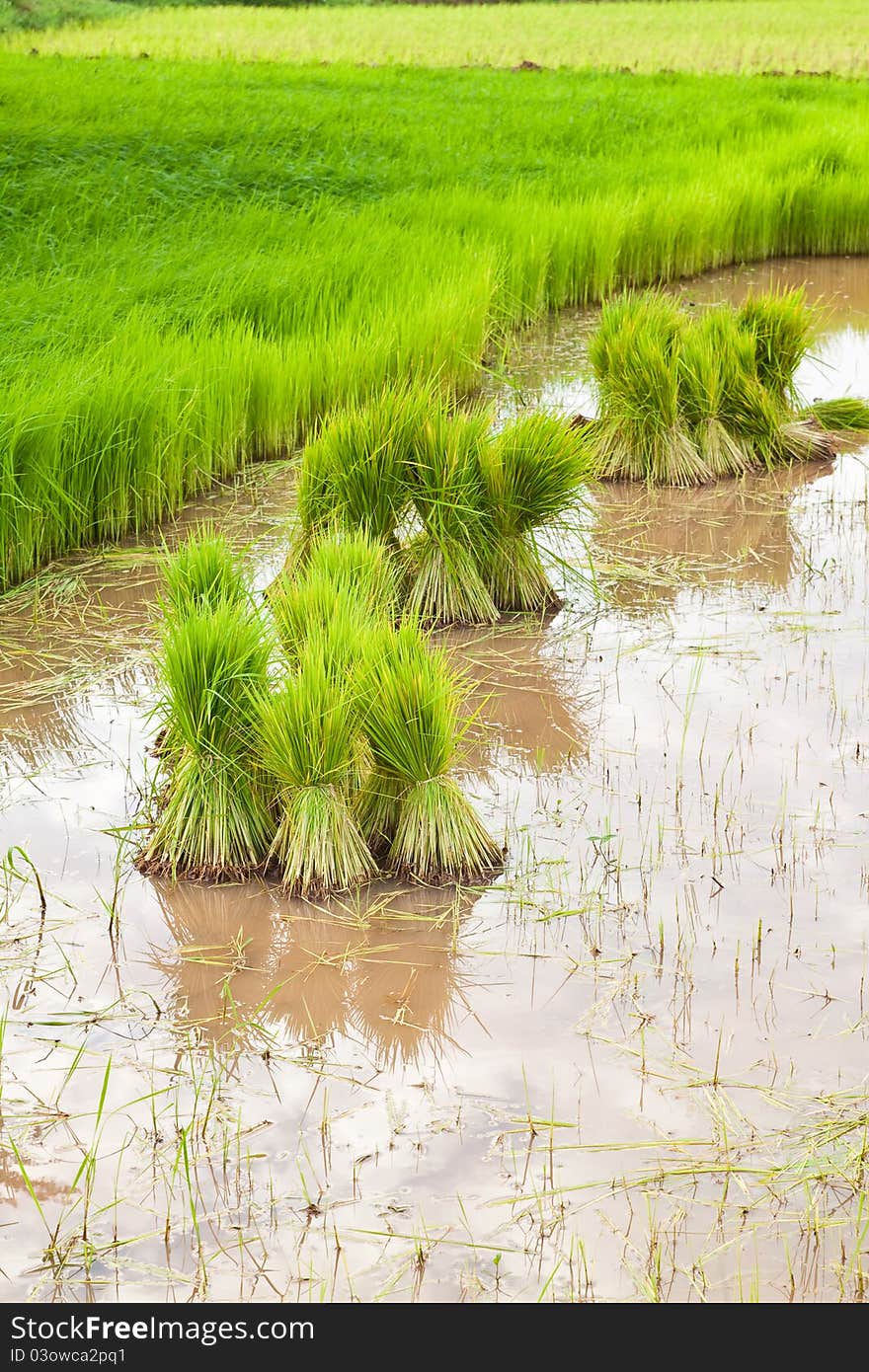 Paddy Rice In Field