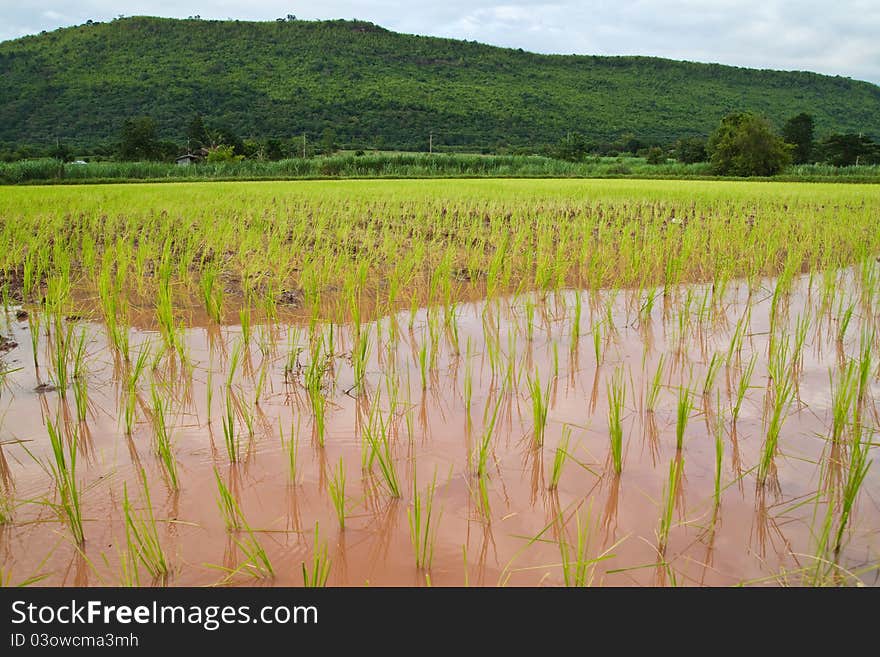 Paddy and the rice seedlings