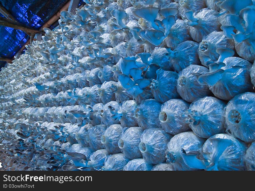 Mushroom farm in countryside of Thailand