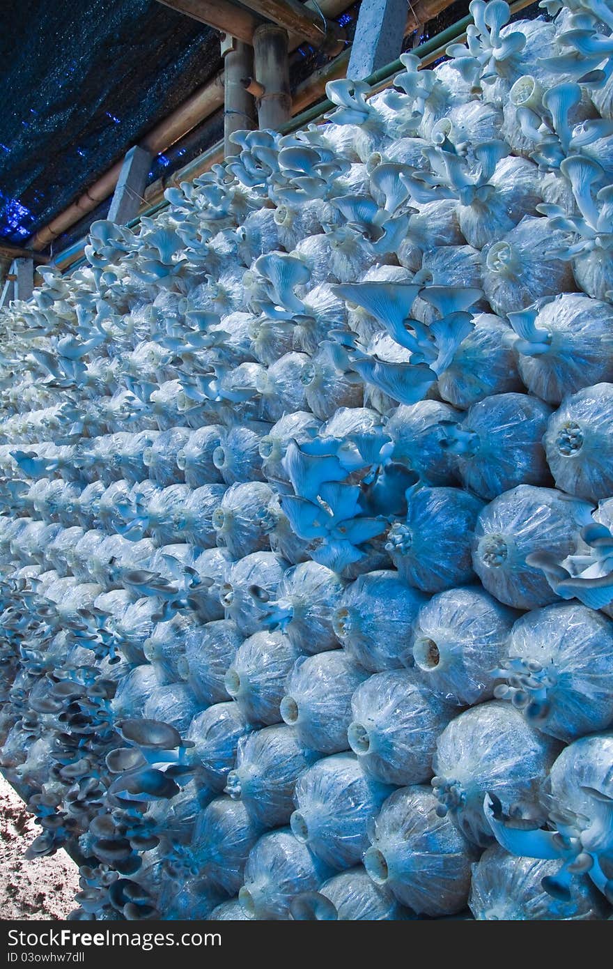 Mushroom farm in countryside of Thailand