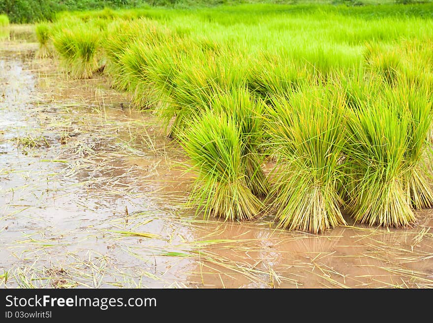 Paddy Rice In Field