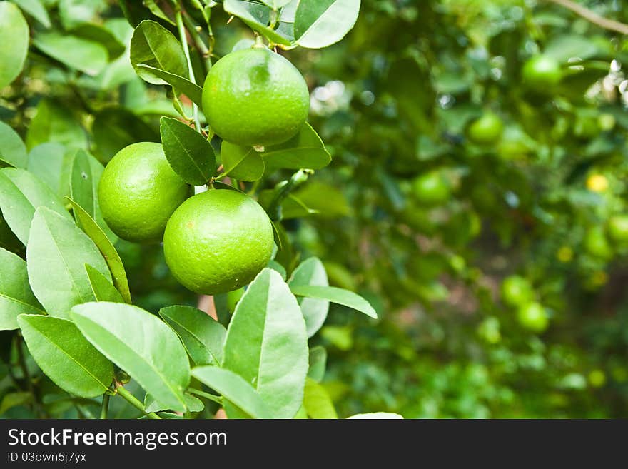 Lemons on tree