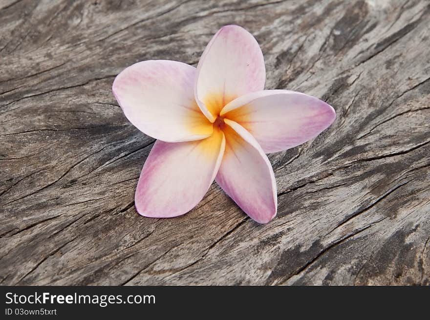 Frangipani flowers