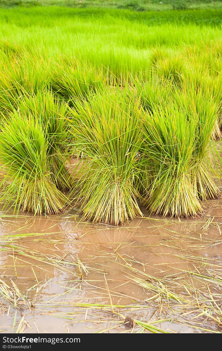 Paddy Rice In Field