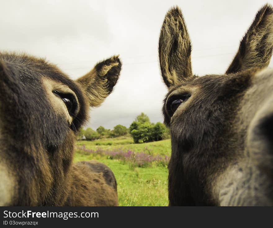 Two donkeys