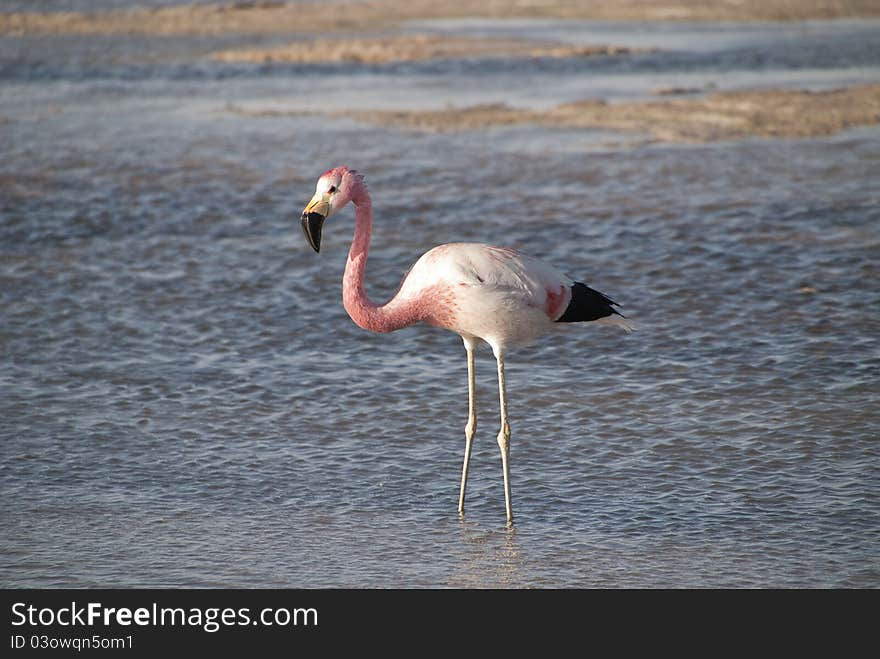 Anden flamingo on desert lake. Anden flamingo on desert lake.