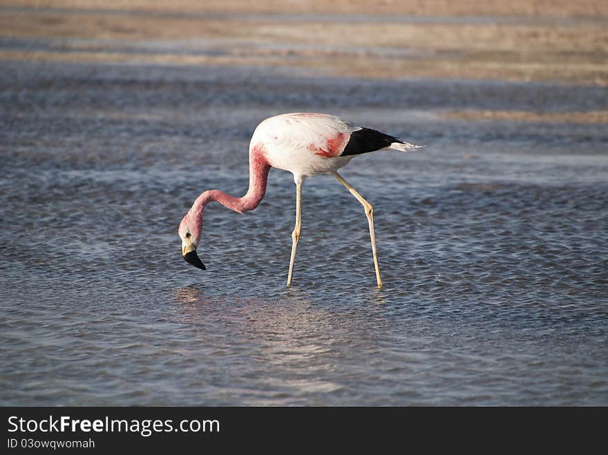 Anden flamingo on desert lake. Anden flamingo on desert lake.