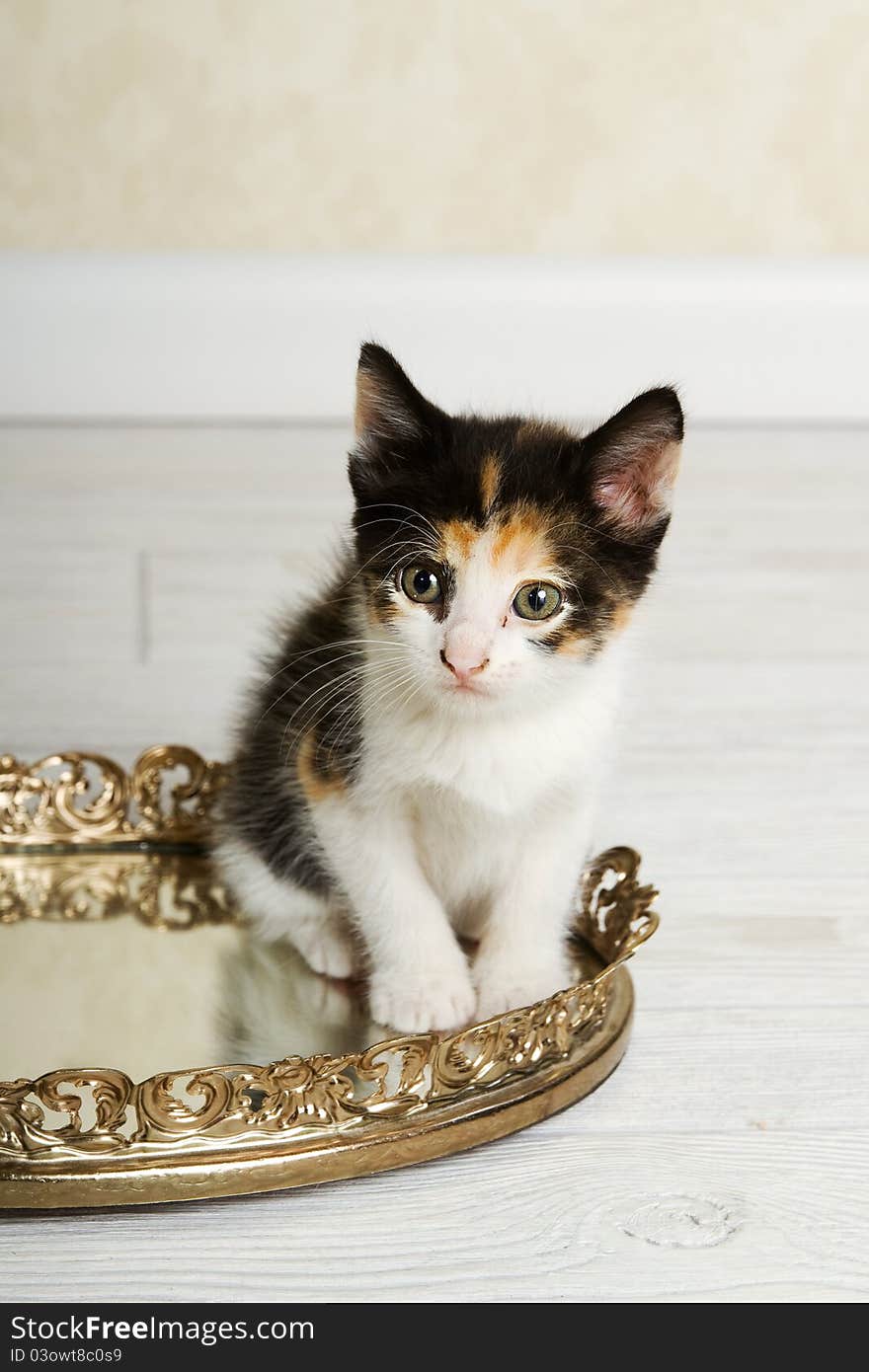 Calico Kitten